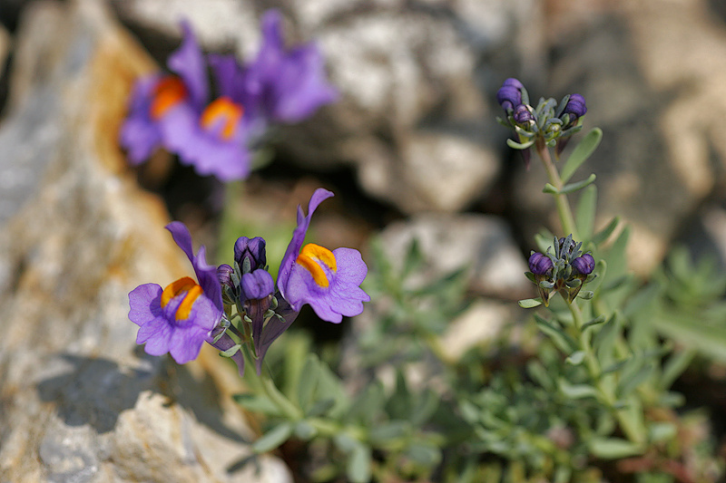 Alpenleinkraut (Linaria Alpina)