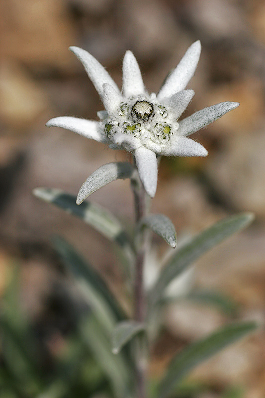 Alpen-Edelwei (Leontopodium alpinum Cass.)