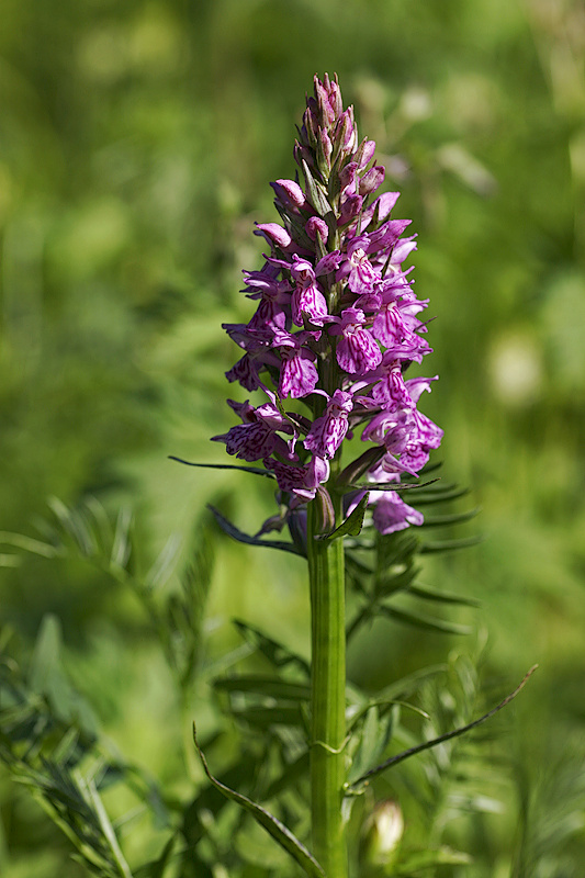 Breitblttriges Knabenkraut (Dactylorhiza majalis)