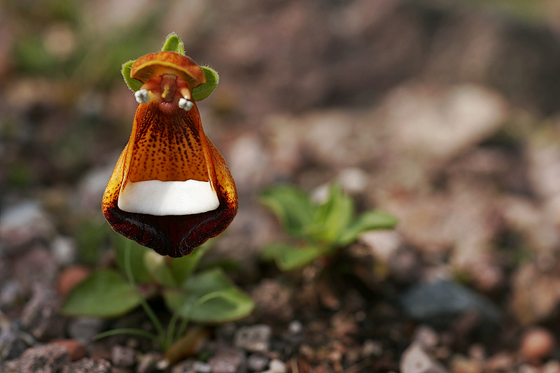 Darwins Pantoffelblume (Calceolaria darwinii)