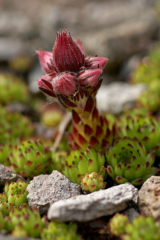Hauswurz (Sempervivum montanum)