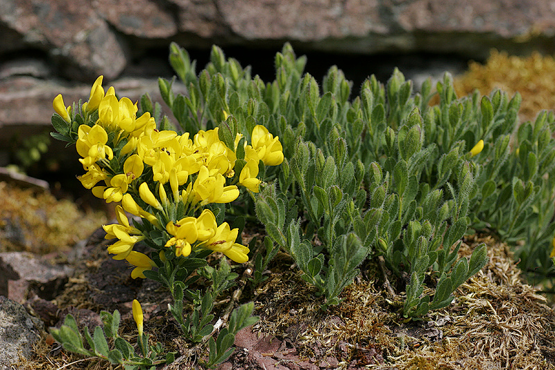 Niederliegender Geiklee (Cytisus decumbens (Durande) Spach)
