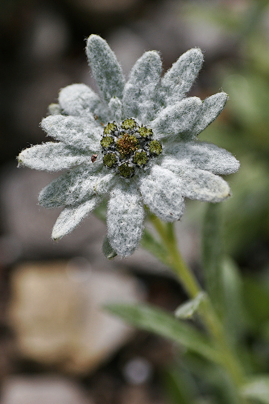 Schnee-Edelwei (Leontopodium alpinum Cass. spp. nivale Tutin)