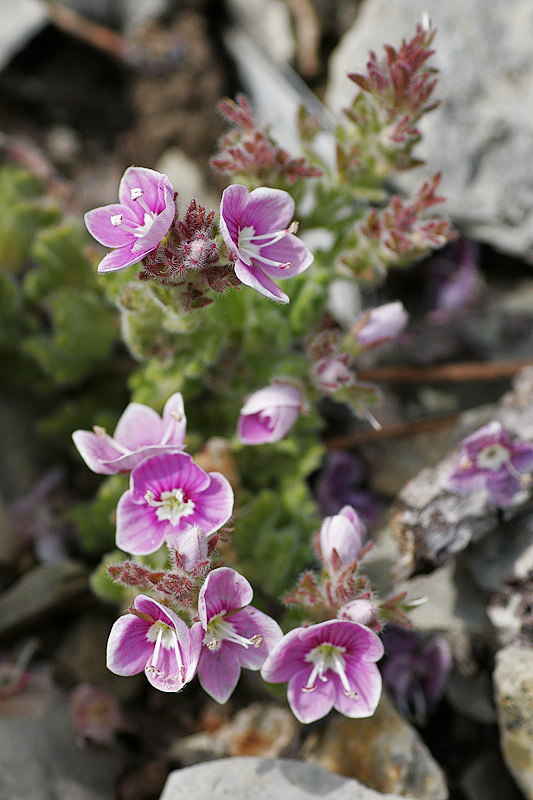 Sprossender Ehrenpreis (Veronica surculosa Boiss.et Bal.)