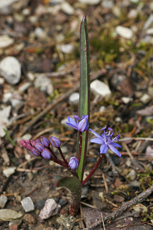 Zweiblttriger Blaustern (Scilla bifolia)