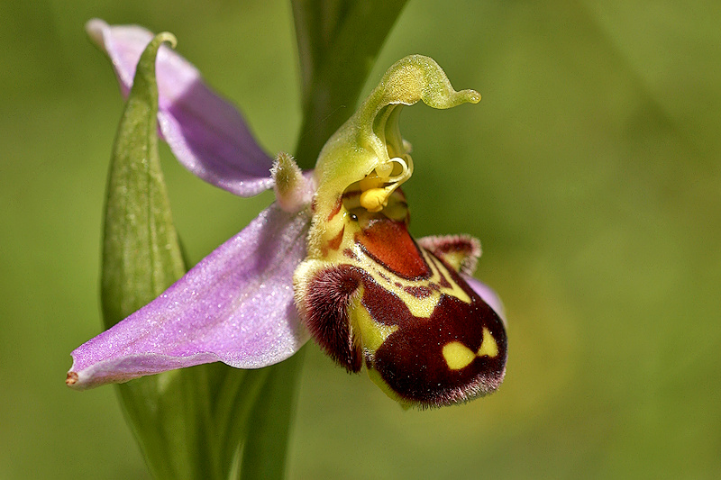 Bienenragwurz <I>(Ophrys apifera)</I> - Groaufnahme