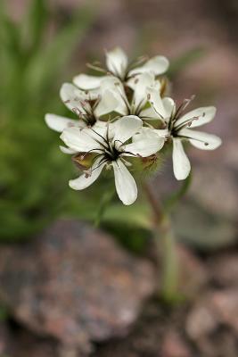 Gelbes Seifenkraut (Saponaria lutea)