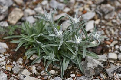 Alpen-Edelweiß (Leontopodium alpinum Cass.) 3
