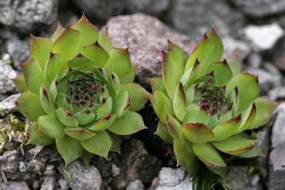 Alpen-Hauswurz (Sempervivum tectorum L. ssp. alpinum)