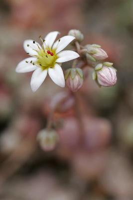 Buckel-Mauerpfeffer (Sedum dasyphyllum)