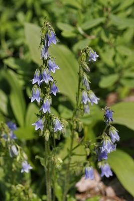 Brtige Glockenblume (Campanula barbata)