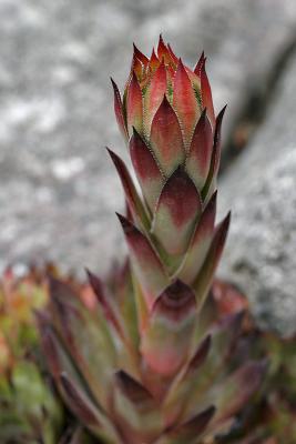 Dachwurz (Sempervivum - Rubin)