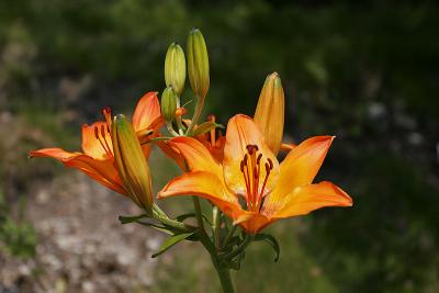 Feuer-Lilie (Lilium bulbiferum) 2