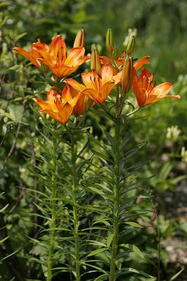 Feuer-Lilie (Lilium bulbiferum) 5