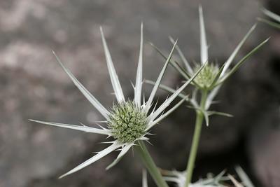 Gletscher-Distel (Eryngium glaciale Boiss.) 2