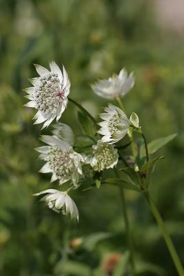 Groe Sterndolde (Astrantia major)  2