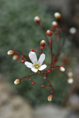 Lffelblttriger Steinbrech (Saxifraga cochlearis)