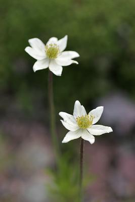 Patagonisches Windröschen (Anemone magellanica hort.)