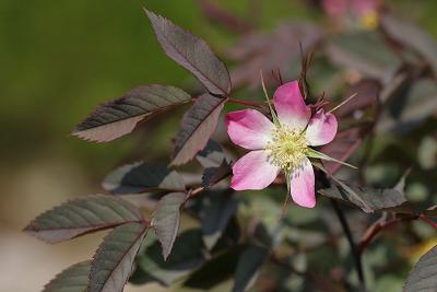 Rotblättrige Rose (Rosa glauca pourr.)