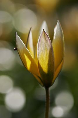 Späte Zwergtulpe (Tulipa tarda Stapf) 2