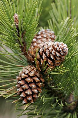 Zapfen der Berg-Kiefer (Pinus mugo)