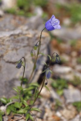 Zwerg-Glockenblume (Campanula cochleariifolia Lam.)