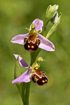 Bienenragwurz (Ophrys apifera)