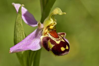 Bienenragwurz (Ophrys apifera) - Großaufnahme