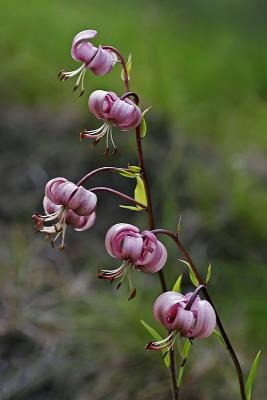 Türkenbund-Lilie (Lilium martagon)