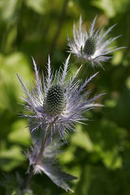 Alpen Mannstreu (Eryngium alpinum) 2