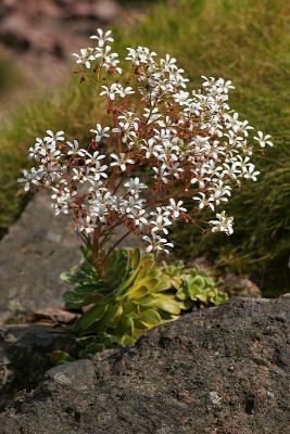 Pracht-Steinbrech (Saxifragma cotyledon)