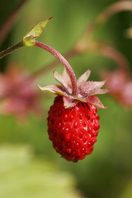 Walderdbeere (Fragaria vesca)