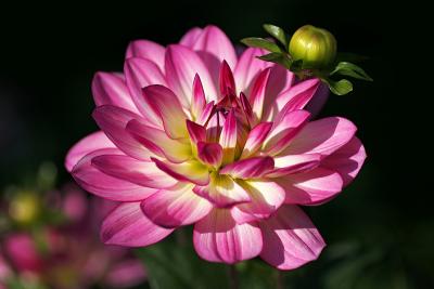 Seerosen Dahlie (Dahlia Oriental Dream)