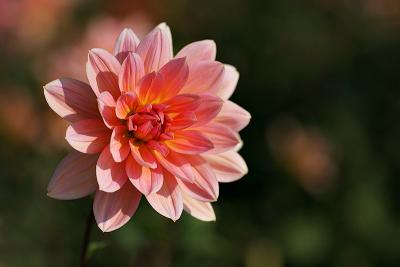 Seerosen Dahlie (Dahlia Yvonne)