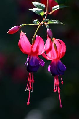 Fuchsie (Fuchsia)