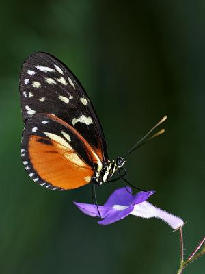 Schmetterling 2