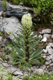 Strau-Glockenblume (Campanula thyrsoides)