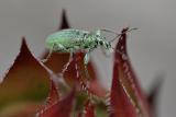 Rüsselkäfer auf einem Dachwurz (Sempervivum - Rubin)