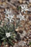 Alpen-Edelwei (Leontopodium alpinum Cass.) 2