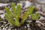 Bschel-Hauswurz (Rhodiola fastigiata)