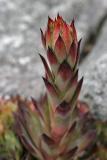 Dachwurz (Sempervivum - Rubin)