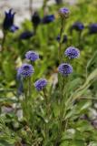 Echte Kugelblume (Globularia punctata Lapeyr.)