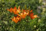 Feuer-Lilie (Lilium bulbiferum) 3