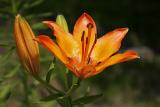 Feuer-Lilie (Lilium bulbiferum) 4