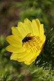 Frühlings-Adonisröschen (Adonis vernalis)