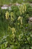 Gelber Eisenhut (Aconitum vulparia) 2