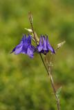 Gemeine Akelei (Aquilegia vulgaris)