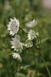 Große Sterndolde (Astrantia major) 2