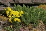 Niederliegender Geißklee (Cytisus decumbens (Durande) Spach)