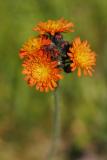 Orangerotes Habichtskraut (Hieracium aurantiacum)